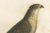This handcolored antique print, titled 'L'Epervier rayé', depicts a sharp-shinned hawk (Accipiter striatus), also known as...