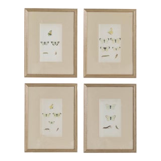19th C. Hand Colored Butterfly Engravings From England - Set of 4 For Sale