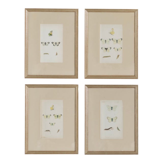 19th C. Hand Colored Butterfly Engravings From England - Set of 4 For Sale