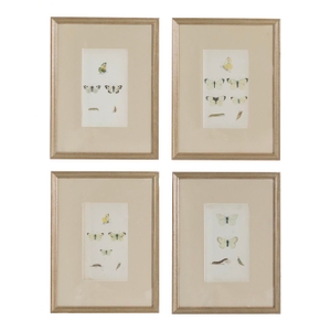 19th C. Hand Colored Butterfly Engravings From England - Set of 4
