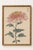 Japanese Spider Mum by Hasegawa, Vintage Botanical Art Print, 8" X 12" For Sale In Buffalo - Image 6 of 8