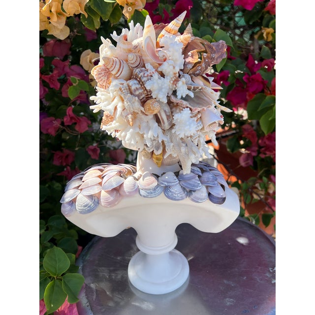 2020s CSS 15" Seashell Apollo Bust For Sale - Image 5 of 8