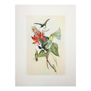 Oversized Vintage John Gould Hummingbird & Floral Print | Matted 24 X 32 For Sale