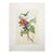 Oversized Vintage John Gould Hummingbird & Floral Print | Matted 24 X 32 For Sale