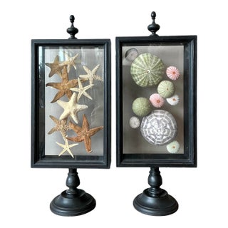 Vintage Coastal Sea Creature Shadowboxes- A Pair For Sale