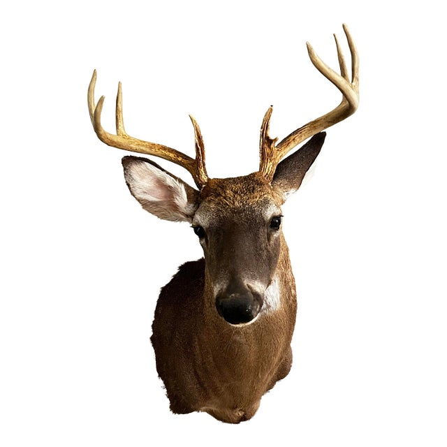 Vintage 1900s Eight Point Whitetail Deer Mount For Sale