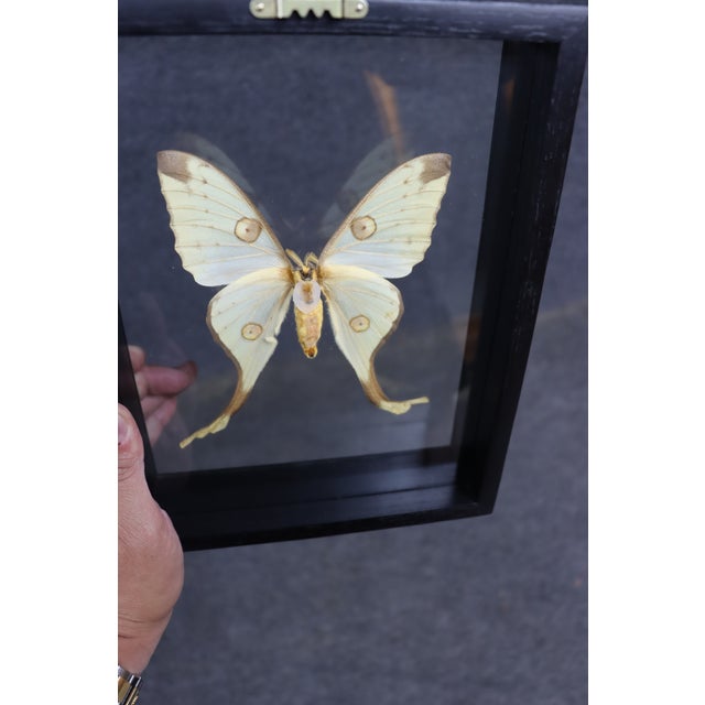Framed Female Comet Moth Shadow Box Specimen Display For Sale - Image 9 of 10