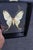 Framed Female Comet Moth Shadow Box Specimen Display For Sale - Image 9 of 10
