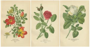 Austrian Briar, Moss Rose and Baroness Rothschild, 1897, Paper, Set of 3