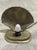 Mid-Century Modern Vintage Mid Century Style Clam Shell Shape Solid Brass Wired Table Lamp For Sale - Image 3 of 6