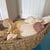 Noah’s Ark Coastal Centerpiece: Woven Boat Basket Overfilled With Sea Shells For Sale - Image 4 of 11