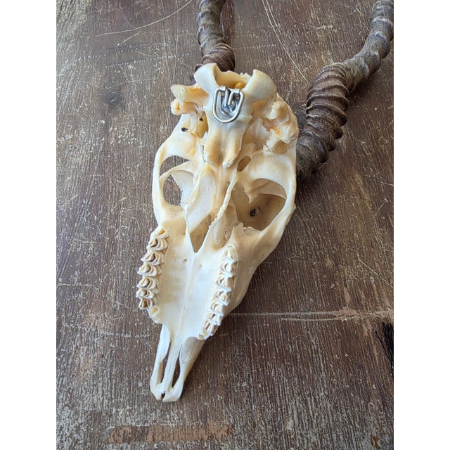 2000 - 2009 Rustic Blackbuck Skull For Sale - Image 5 of 11