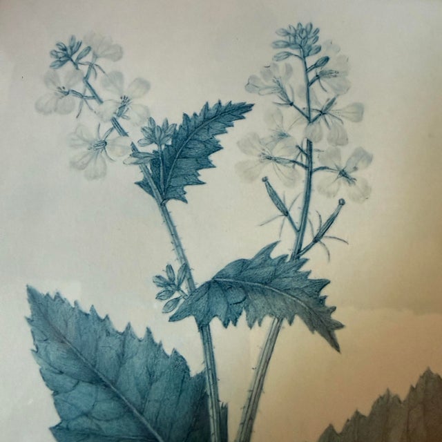 Late 20th Century Pair of 1840s Reproduction Botanical Specimen Prints, Charlock Mustard & Creeping Crowfoot For Sale - Image 9 of 10