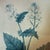 Late 20th Century Pair of 1840s Reproduction Botanical Specimen Prints, Charlock Mustard & Creeping Crowfoot For Sale - Image 9 of 10