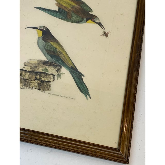 Early 19th Century Prideaux John Selby "Bee Eaters European M&f" Hand Colored Etching C.1820s For Sale - Image 5 of 12