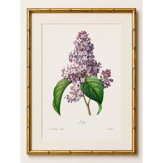 Paper Lilac by Redouté, Vintage Botanical Art Print, 24" X 32" For Sale - Image 7 of 11