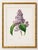 Paper Lilac by Redouté, Vintage Botanical Art Print, 24" X 32" For Sale - Image 7 of 11