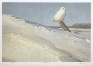 Claudio d'Angelo White Owl Lithograph on Paper