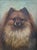 Small original antique oil painting of a Pomeranian dog. Late 19th to early 20th century. The medium is oil on canvas....