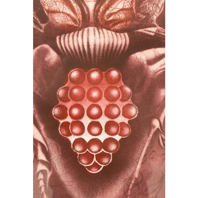 This graphic work titled “Vinný brouk” (Wine Beetle) was created by Jaroslava Pešicová in 1982. It reflects the artist’s...