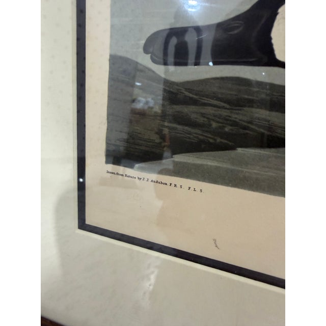 Late 19th Century Late 19th Century Blue Winged Teal by Robert Havell Plate Bird Framed 1836 For Sale - Image 5 of 7