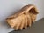 Vintage Handmade Carved Wooden Seashell Bowl, 1960s For Sale - Image 13 of 13