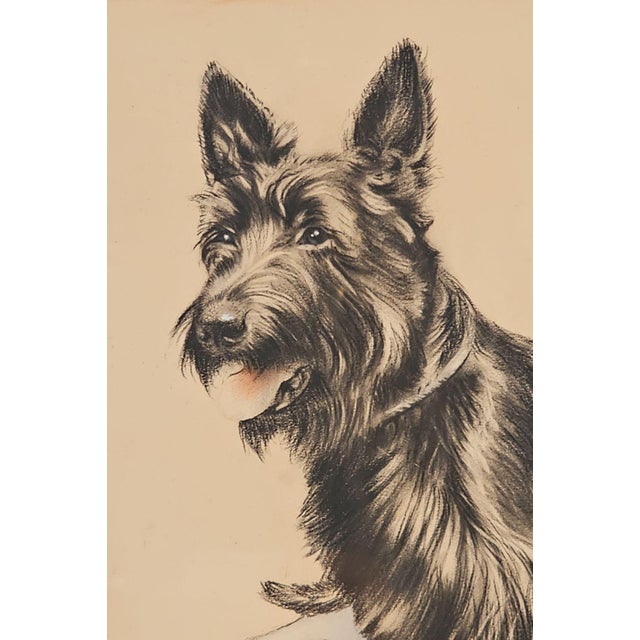 1940s Print of a Scottie, u.s.a., 19th Century For Sale - Image 5 of 5