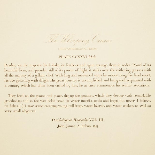 1990s Whooping Crane After Audubon, Large Cottage Print For Sale - Image 10 of 12