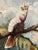 Blue Cockatoos, 1950s, Oil Paintings on Panel, Set of 2 For Sale - Image 8 of 9