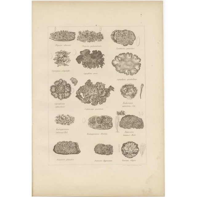 Black Otto Müller & G. Pabst, Botanical Prints, Germany, 1874, Lithographs on Paper, Set of 6 For Sale - Image 8 of 14