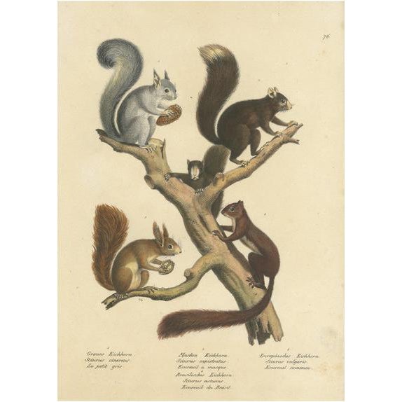 Schinz, Illustration of Various Squirrel Species, 1824, Hand Colored Print For Sale