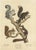 Schinz, Illustration of Various Squirrel Species, 1824, Hand Colored Print For Sale