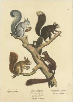 Schinz, Illustration of Various Squirrel Species, 1824, Hand Colored Print
