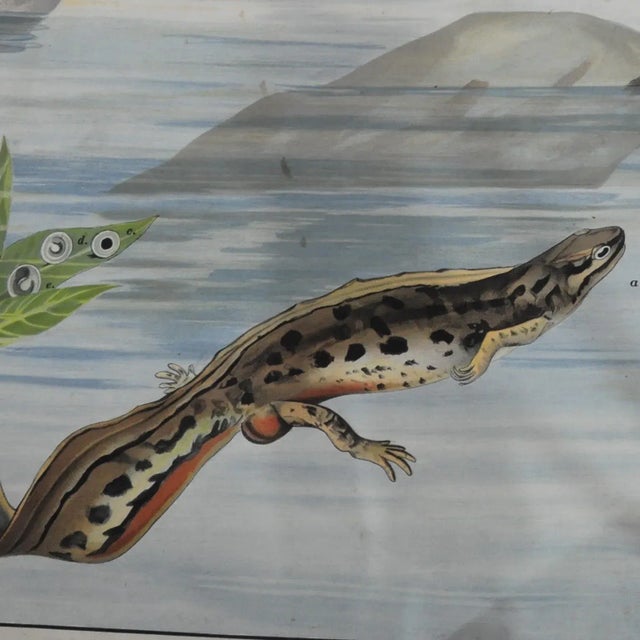 Vintage Salamander Newt Amphibians Tadpoles Underwater Wall Chart Print For Sale - Image 3 of 5