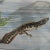 Vintage Salamander Newt Amphibians Tadpoles Underwater Wall Chart Print For Sale - Image 3 of 5