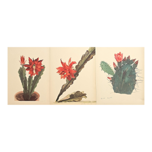 1939 Set of 3 French Cactus Botanical Lithographs, Matted