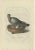 Sepp & Nozeman, Rock Dove, 1770, Paper For Sale