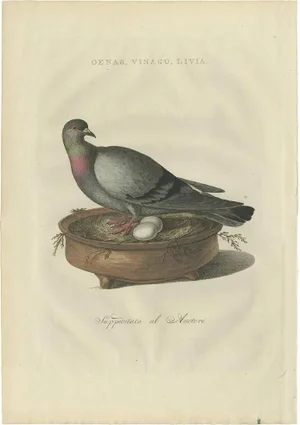 Sepp & Nozeman, Rock Dove, 1770, Paper