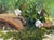 After the Rain by Harold Deist | Oil on canvas Flowers and greenery after rainfall. For Sale