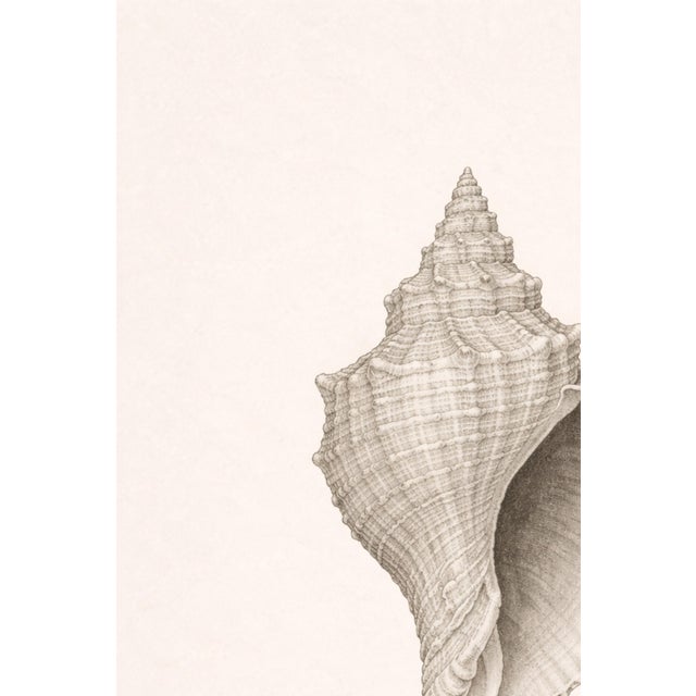 Conch Shell Study, Minimal Coastal Still Life Art Print, 24" × 36" For Sale In Buffalo - Image 6 of 10