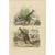 Antique print titled 'Kanguroos'. Print of kangaroos. This print originates from 'Musée d'Histoire Naturelle' by M....