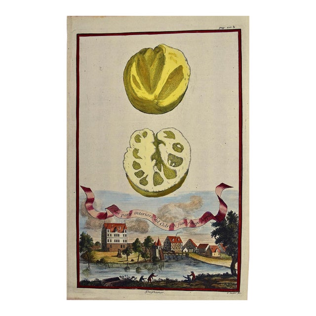 Lemons "La Parte Interiore": An Early 18th C. Volckamer Hand-Colored Engraving, 1708 For Sale