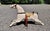 1940s Vintage Child's Rocking Horse Toy For Sale - Image 5 of 13