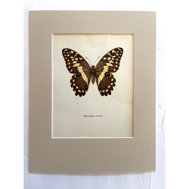 Realism Vintage 1965 Butterfly Print in 11x14 Mat: Papilio Demococus Christmas Butterfly For Sale - Image 3 of 3