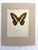 Realism Vintage 1965 Butterfly Print in 11x14 Mat: Papilio Demococus Christmas Butterfly For Sale - Image 3 of 3