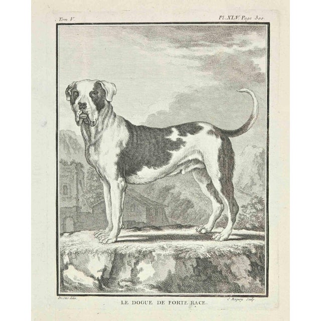 Jean Charles Baquoy, Le de Forte Race, Etching, 1771 For Sale
