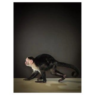 Tim Platt, Capuchin 3, 2014, Limited Edition Fine Art Print For Sale