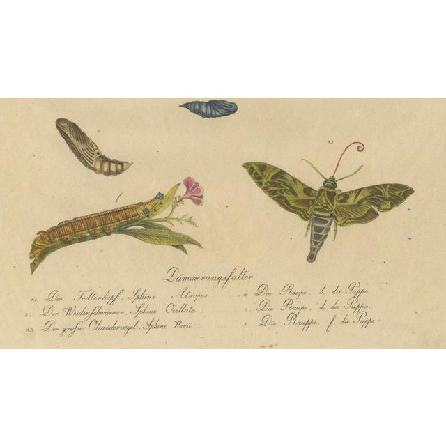 Brodtmann, Deaths-Head Hawkmoth and Caterpillars, 1816, Lithograph For Sale - Image 6 of 9