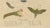 Brodtmann, Deaths-Head Hawkmoth and Caterpillars, 1816, Lithograph For Sale - Image 6 of 9