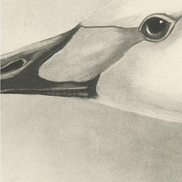 After Lilian Medland, Heads of the Wild Swans, 1909, Print For Sale - Image 4 of 9
